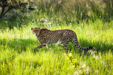 Cheetah walks through long grass in savannah Acinonyx jubatus