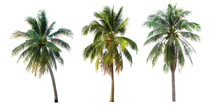 Coconut tree © คเณศ จันทร์งาม