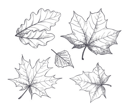 Fall Autumn Season Leaves Sketch Outline Vector