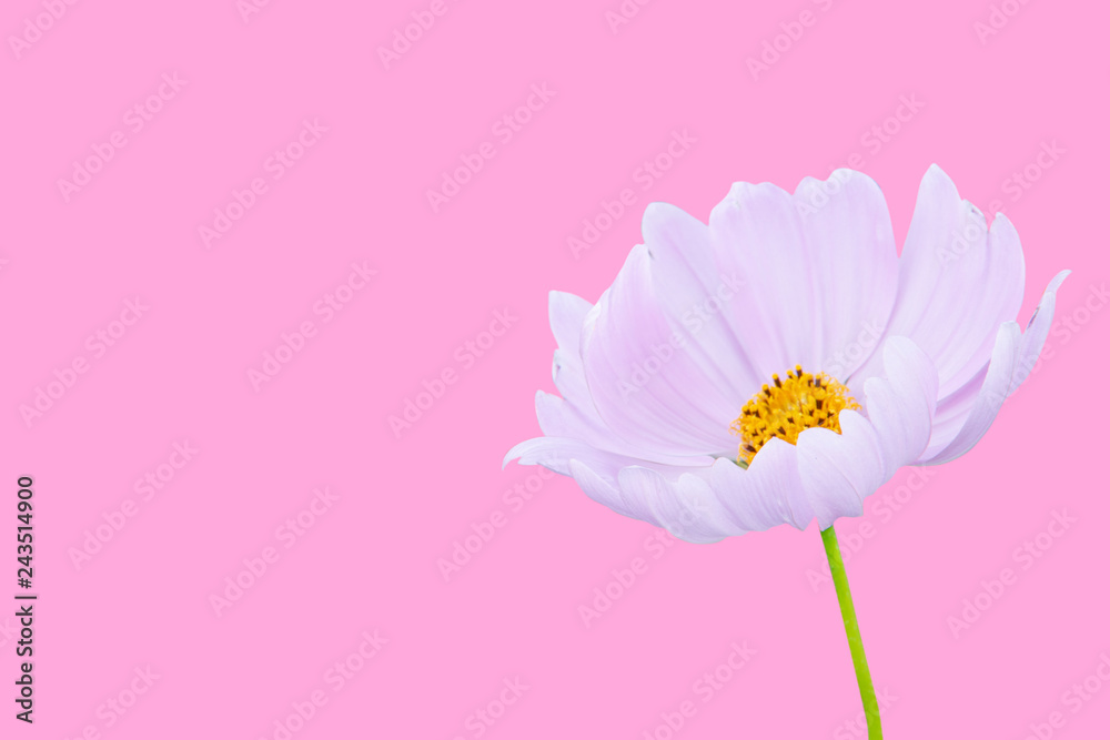 Wall mural cosmos flower isolated on pink background - clipping paths.