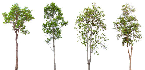 Shorea roxburghii