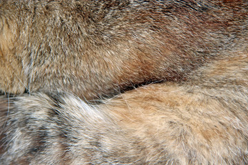 Feline fur. Texture of wool of sleeping animal