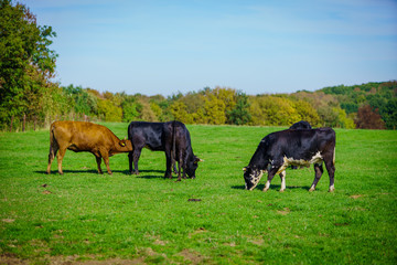 cows in a grassy field