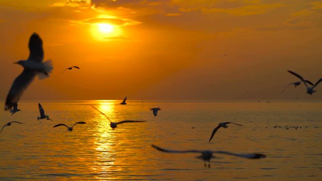 Many seagulls fly in the sky above the sea during the sunset.
