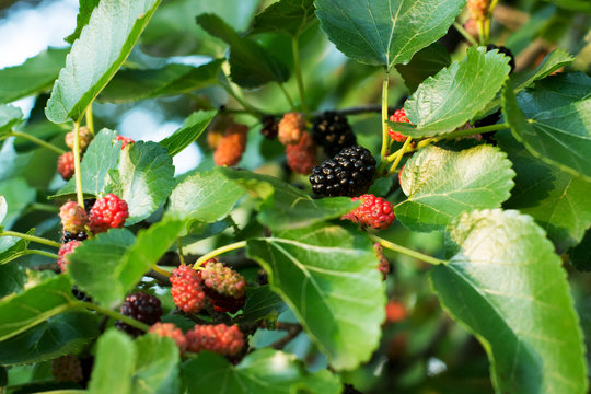 Mulberry tree branch with green, red and ripe berries in the evening