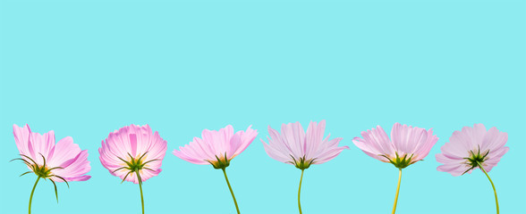 Obraz na płótnie Canvas Cosmos flower isolated on white background - clipping paths