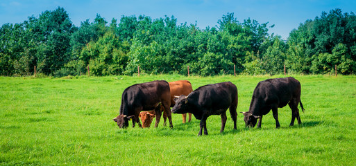Naklejka na ściany i meble Cows on a green field