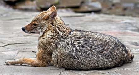 Golden jackal on the ground. Latin name - Canis aureus	