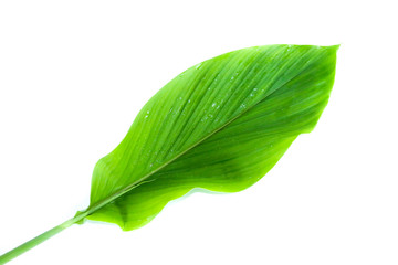 Obraz premium Curcuma Close up