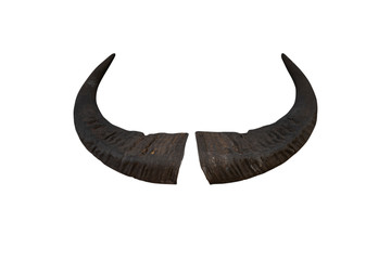 Buffalo horn isolated on white background - clipping paths