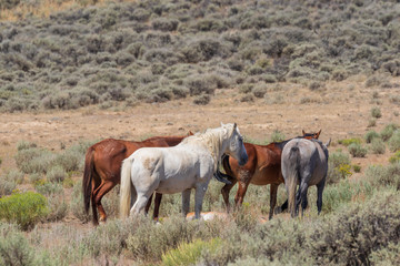 Obraz na płótnie Canvas Wild Horses in the Colorado High Desert