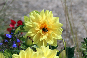 Pollinisation par le bourdon
