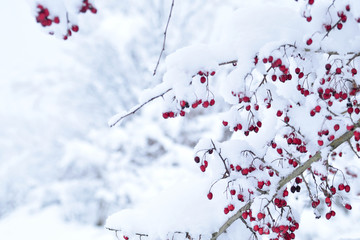  Red hawthorn berries under the snow cover