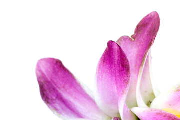 Curcuma Close up