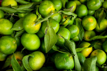 Green Mandarins. Unripe green oranges