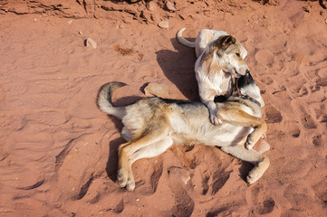 Fototapeta na wymiar Two dogs on a red sand in Petra Mountains