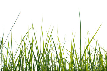 Long fresh green grass isolated on a white background