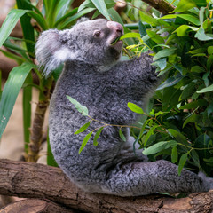 Koala on a branch of eucalyptus tree