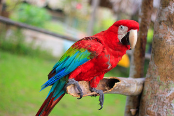 Guacamaya roja