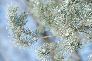 Winter pine tree branches covered with snow. Frozen tree branch in winter forest.