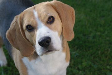 Beagle