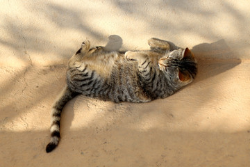 Brown tabby cat lying outdoor and sunbathing.