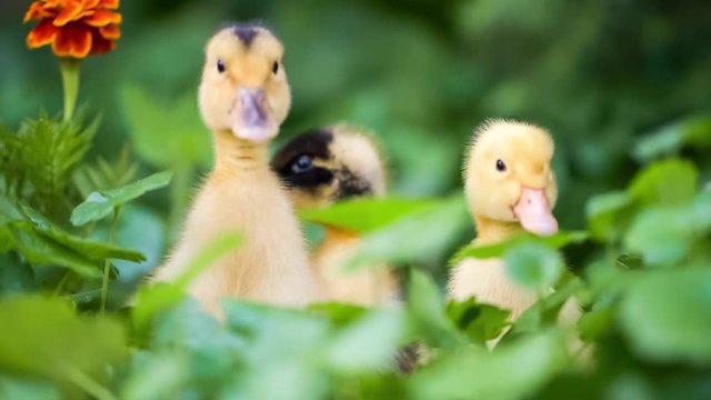 Cute domestic duckling walking in green grass outdoor