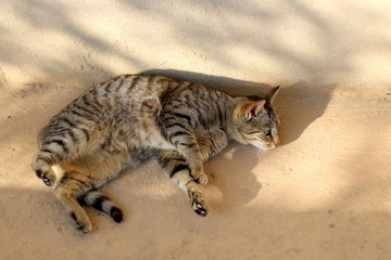 Brown tabby cat lying outdoor and sunbathing.