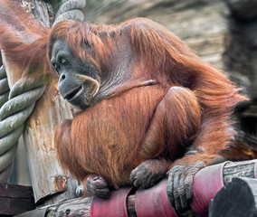 Bornean orangutan female. Latin name - Pongo pygmaeus abelii	