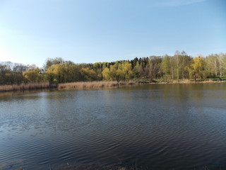 lake in the forest