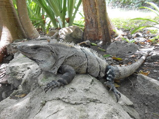 leguan