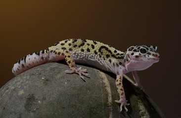 Leopard Gecko