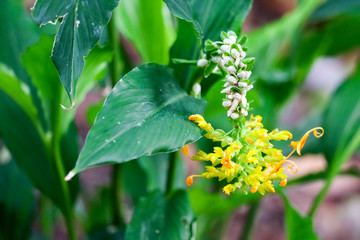 Globba winitii C.H.Wright flowers will bloom during May to November