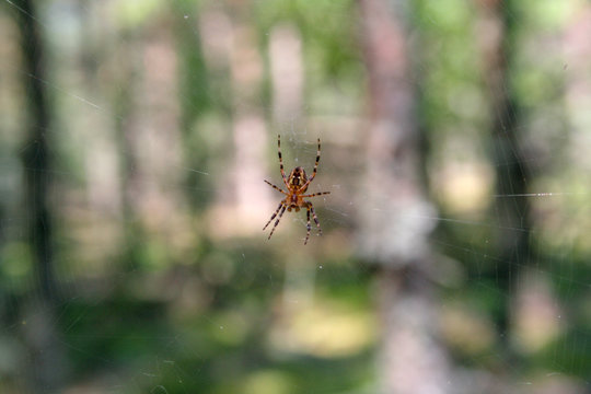 A photo of a spider in close-up on a blurry forest background