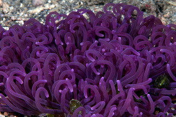 Sea anemone
