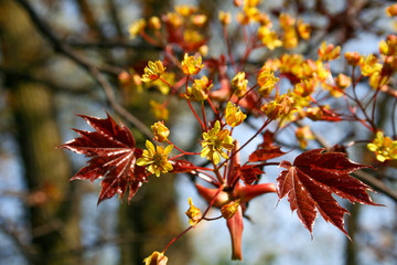 Young leaves of maple growing in the spring against blurred trees