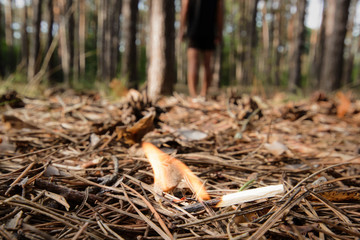 A man left a burning match in a coniferous forest. Burning bonfire in a forest may cause forest...