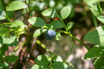 Single fruit of blueberries on a bush