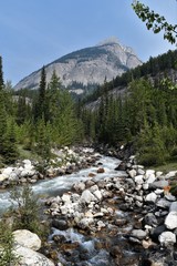 Creek flowing between tall pines
