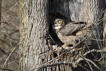 Great Horned Owl keeping an eye on the sky