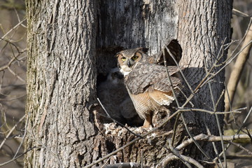 Female Great Horned Owl protecting her owlets