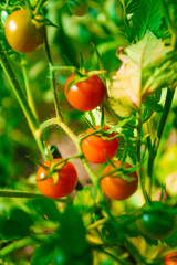 Ripe organic tomatoes in garden