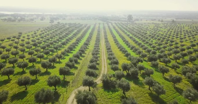 Drone aerial video of flowery Giant olive grove in Alentejo Portugal