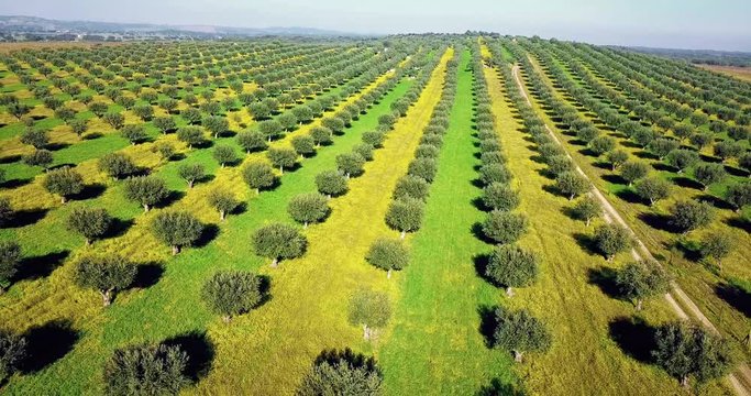 Drone aerial video of flowery Giant olive grove in Alentejo Portugal