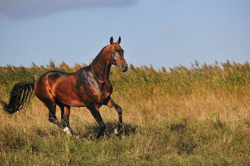 Bay powerful Akhal-Teke galloping through the field in summer. Vertical, side view.