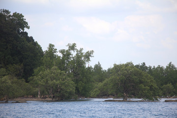 tree on bank of the river