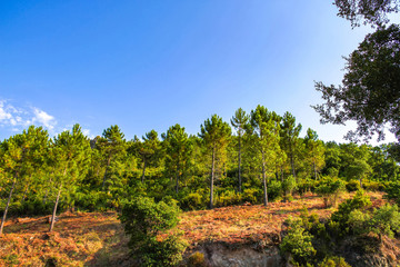 View on the old trees in the countryside of South France on a sunny day.
