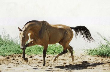 Athletic Akhal-Teke trotting in the paddock. Vertical, sideways.