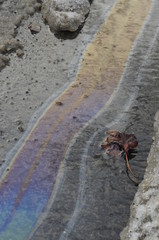 leaf in street oil. Осенний лист в масле.