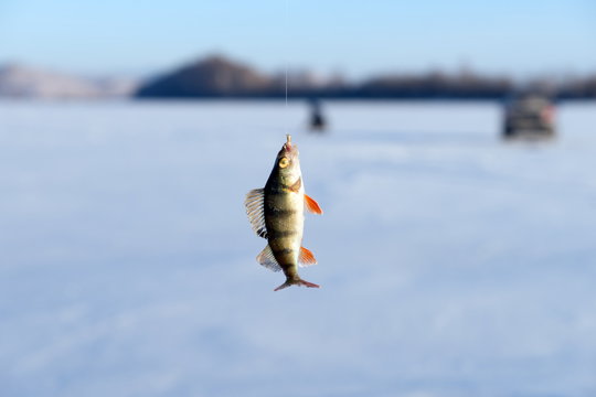 Perch, just caught from the hole, hanging on a hook on the background of the lake during the winter fishing.